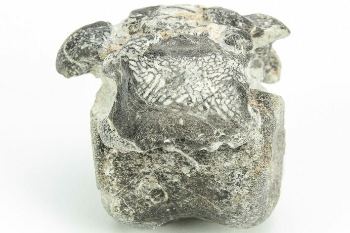 Rare Dinosaur (Hypsilophodon) Vertebra w/ Fossilized Tendons #206520